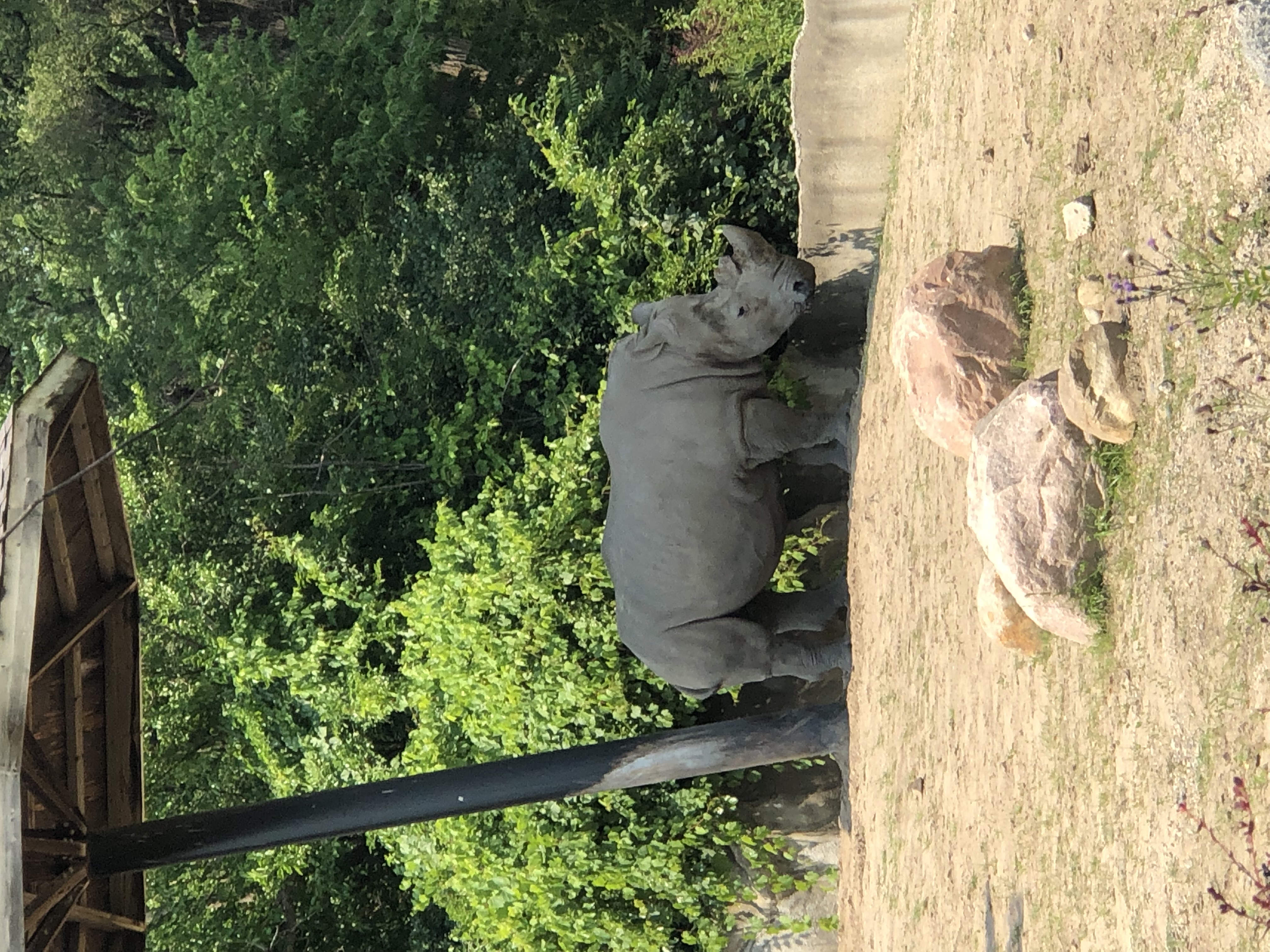 Rhino didnt seem like it was happy, maybe just a lazy start of the day